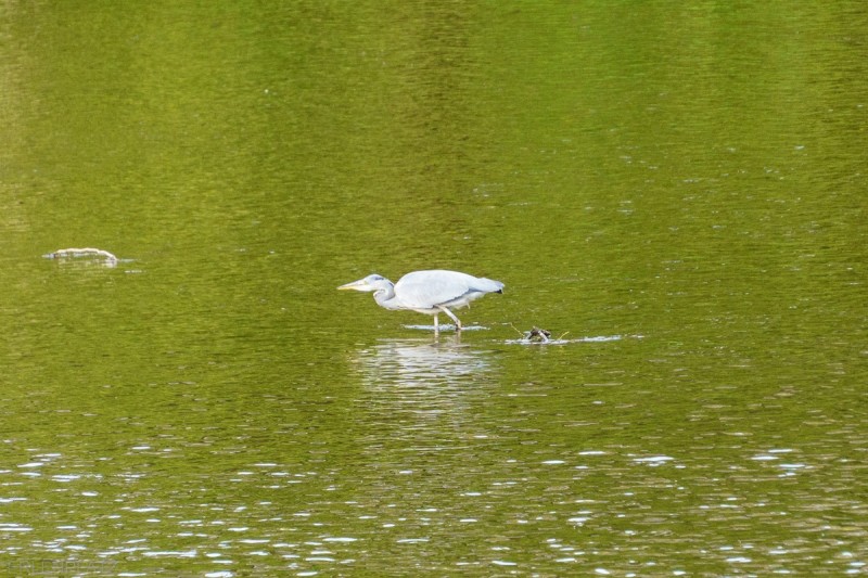 Ein Reiher.