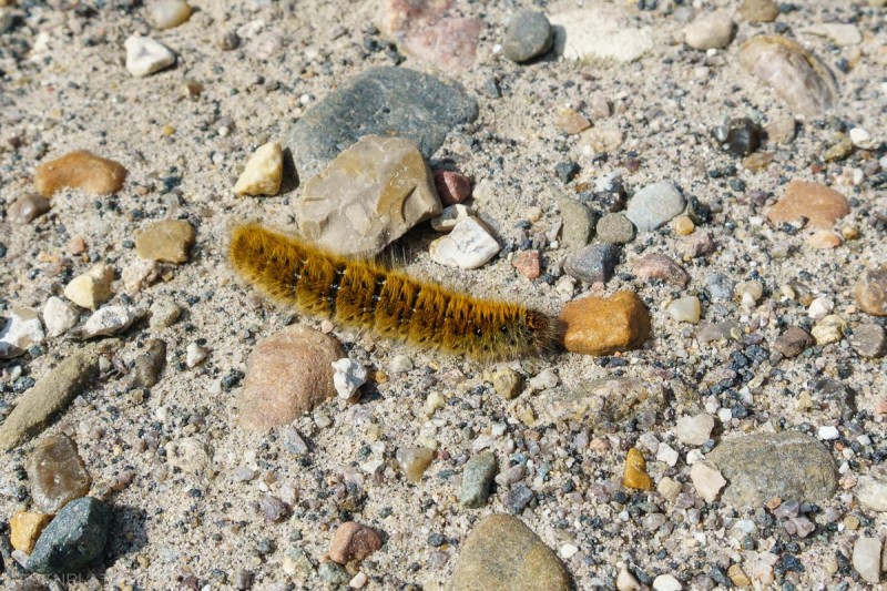 Die Raupe von einem Distelfalter.