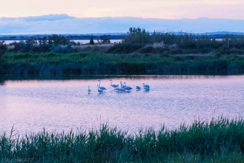 Die Barbie Emma macht Fotos von Flamingos in der Camargue.